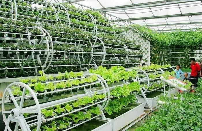 植物工厂与康养农业的融合 - 四川智然元素农业科技